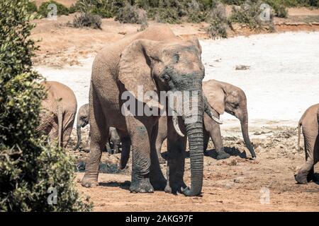 L'éléphant dans l'Addo Elephant National Park, près de Port Elizabeth, Afrique du Sud Banque D'Images
