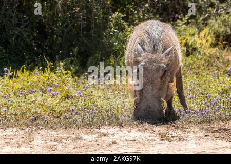 Phacochère dans l'Addo Elephant National Park, près de Port Elizabeth, Afrique du Sud Banque D'Images