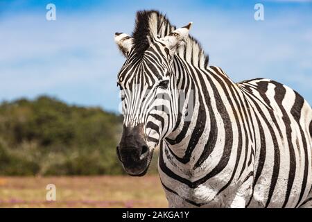 Deux zèbres dans l'Addo Elephant National Park, près de Port Elizabeth, Afrique du Sud Banque D'Images