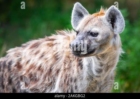 Gros plan d'une hyène sauvage à pois, sur le côté sur fond bokeh vert Banque D'Images