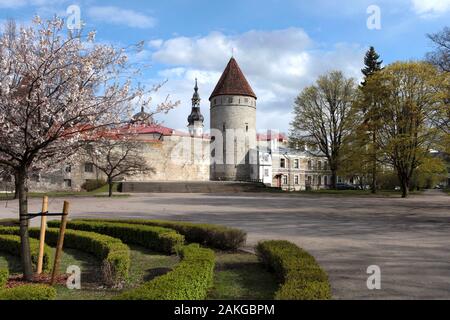 Les murs de protection de la vieille ville de Tallinn et de saint Olaf Église. Tallinn mur à la défense carte postale de printemps Banque D'Images