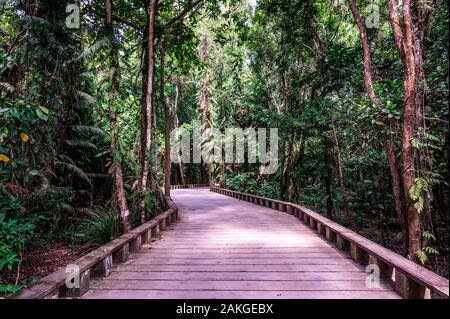 Sentier de bois et sentier dans la forêt tropicale humide - près de la plage de Lio, El Nido, Palawan, Philippines Banque D'Images