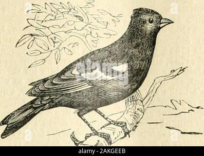 Nouveau dictionnaire encyclopédique illustré universel : répertoire des connaissances humaines . oiseaubien onu ali connu dans nos campagnes. Il est hiunen dessus, dun roux vineu.x en dessous chezle mâle, avec deux bandes blanches sur laileet du blanc aux côtés de la file d'attente. Cest unhabitant permanent de nos jardins et de nosvergers, où il niche sur les arbres. Fils nid PI.NT de mousse à liiitéiieur est garni de duvet,de crin, etc. La femelle y dépose 4 ou .ï oîufsdun blanc bleuâtre tacheté de rouge brique.Le pinson est familier, gracieux, vif, facile les àapprivoiser. Il égayé nos jardins par souchan Banque D'Images