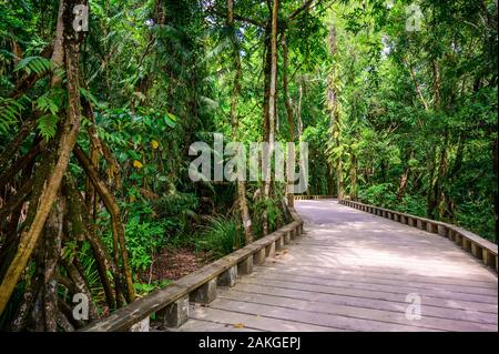 Sentier de bois et sentier dans la forêt tropicale humide - près de la plage de Lio, El Nido, Palawan, Philippines Banque D'Images