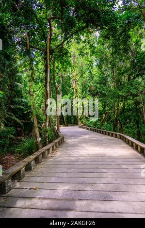 Sentier de bois et sentier dans la forêt tropicale humide - près de la plage de Lio, El Nido, Palawan, Philippines Banque D'Images