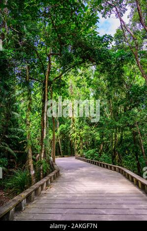 Sentier de bois et sentier dans la forêt tropicale humide - près de la plage de Lio, El Nido, Palawan, Philippines Banque D'Images