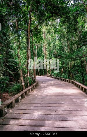 Sentier de bois et sentier dans la forêt tropicale humide - près de la plage de Lio, El Nido, Palawan, Philippines Banque D'Images