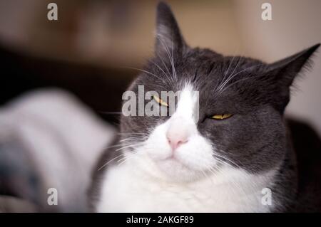 Libre d'un grognon, beau, blanc et gris chat femelle avec orange/jaune les yeux plissés Banque D'Images