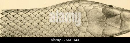 Catalogue des serpents dans le British Museum (Natural History) .. . Banque D'Images