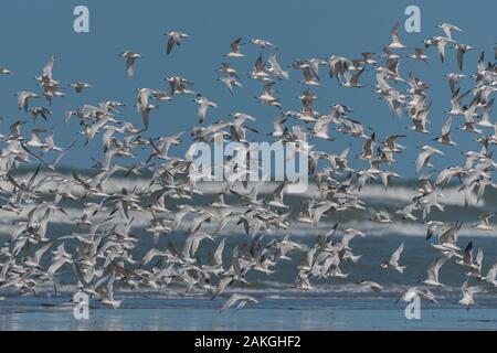 France, Pas-de-Calais, Berck-sur-Mer, sterne caugek (Thalasseus sandvicensis) sur la plage de Berck-sur-mer Banque D'Images