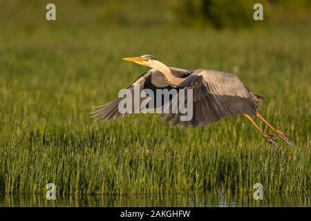 France, somme (80), Baie de Somme, Le Crotoy, Crotoy marsh, héron cendré (Ardea cinerea - vol Héron gris) sur un étang Banque D'Images