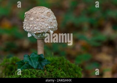 France, somme (80), Forêt de Crécy, Crécy-en-Ponthieu, coulemelle lépiote, encore ( Macrolepiota procera ) Banque D'Images