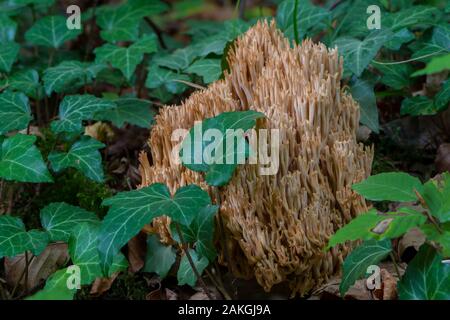 France, somme (80), Forêt de Crécy, Crécy-en-Ponthieu, Ramaria fumigata Banque D'Images