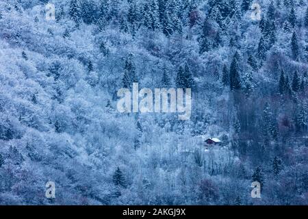 France, Savoie, Saint Oyen, Massif de la Vanoise, Tarentaise, chalet isolé dans la forêt Banque D'Images