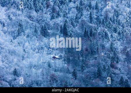 France, Savoie, Saint Oyen, Massif de la Vanoise, Tarentaise, chalet isolé dans la forêt Banque D'Images