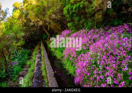 Randonnée sentier Levada 25 Fontes en forêt laurifère - Chemin du célèbre 25 fontaines dans le magnifique paysage paysage - l'île de Madère, Portugal Banque D'Images