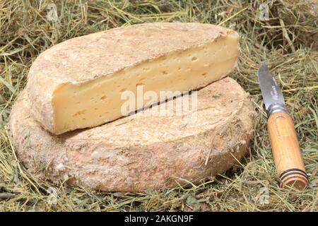 La France, l'Oise, Gremevillers, GAEC de la chapelle Saint-Jean, tommes au hay fait avec du lait cru picard Banque D'Images