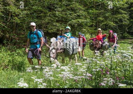 France, Jura, Prenovel, trekking avec un âne dans les prairies en fleurs des montagnes du Jura Banque D'Images