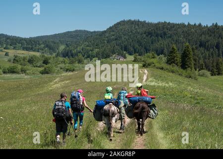 France, Jura, Prenovel, randonnée avec un âne dans les alpages des montagnes du Jura Banque D'Images