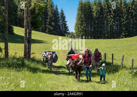 France, Jura, Prenovel, randonnée avec un âne dans les alpages des montagnes du Jura Banque D'Images