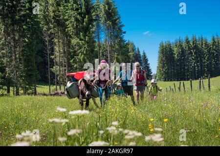 France, Jura, Prenovel, trekking avec un âne dans les prairies en fleurs des montagnes du Jura Banque D'Images