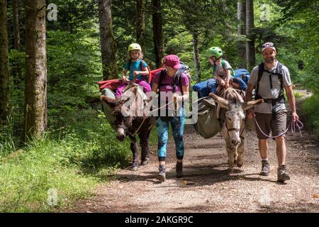 France, Jura, Prenovel, randonnée avec un âne dans la forêt du Jura Banque D'Images