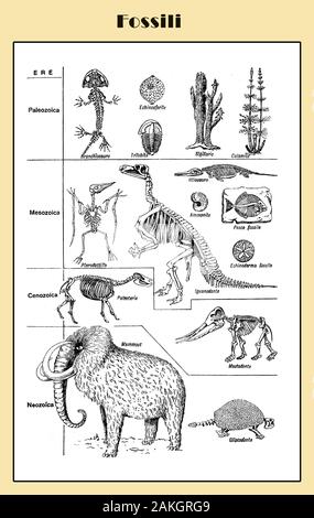 Les fossiles d'animaux préhistoriques du paléozoïque, mésozoïque, cénozoïque et Novozoic ères, illustré lexique italien table avec des squelettes et reconstruction de Mammouth Banque D'Images