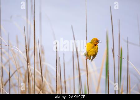 L'Afrique du Sud, Western Cape, Cape Weaver (Ploceus capensis) dans le Parc National de WestCoast Banque D'Images