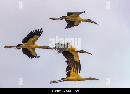 Brésil, Mato Grosso, Pantanal, bois stork (Mycteria americana), groupe en vol Banque D'Images