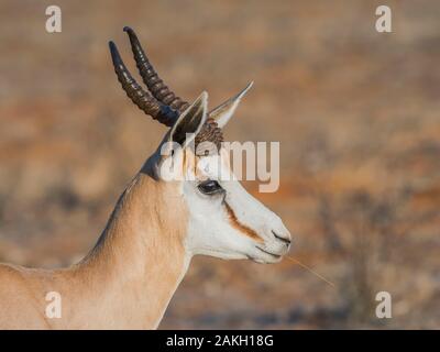 La Namibie, Oshana province, Etosha National Park, Springbok Banque D'Images
