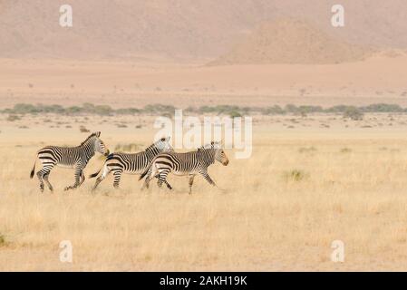Hardap Namibie, province, Naukluft Mountain Zebra Park, Plaine zèbres Banque D'Images