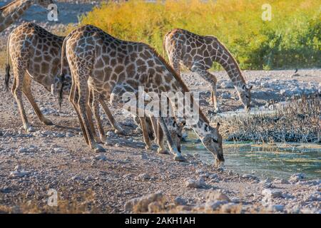 La Namibie, Oshikoto province, Onguma Private Game Reserve, boire le sud de girafes Banque D'Images