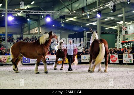 France, Doubs, Besançon, Micropolis, vache de salon, concours national de la démonstration de la formation cowtraining vaches montbéliardes exclusivement, du cheval de trait Comtois Banque D'Images