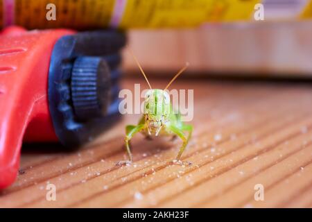 Sauterelle verte sur un sol en bois, frontal close-up avec des détails du visage visible Banque D'Images