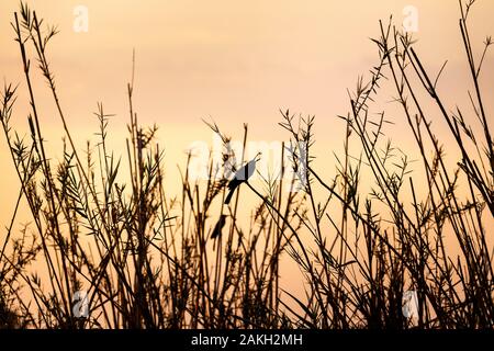 La Namibie, province de Kavango, Parc National de Bwabwata, mangeur d'abeilles rieuses (Merops bullockoides) prendre une libellule Banque D'Images