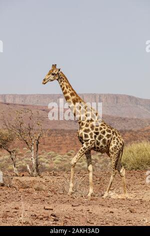 La Namibie, province de Kunene, Palmwag, la Girafe (Giraffa camelopardalis) Banque D'Images