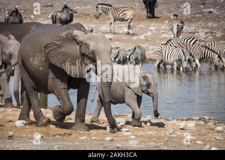 La Namibie, Oshikoto province, Etosha National Park, brousse africaine éléphants (Loxodonta africana) Banque D'Images