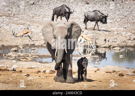 La Namibie, Oshikoto province, Etosha National Park, bush africain elephant (Loxodonta africana), bébé éléphant et sa mère Banque D'Images