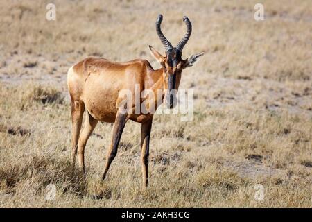 La Namibie, Oshikoto province, Etosha National Park, rouge (Alcelaphus buselaphus bubale caama) Banque D'Images