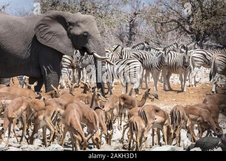 La Namibie, Oshikoto province, Etosha National Park, éléphants, zèbres et l'impala Banque D'Images