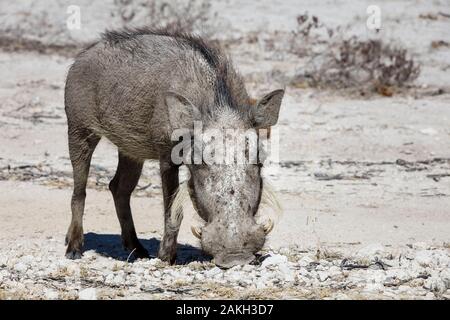 La Namibie, Oshikoto province, Etosha National Park, le phacochère (Phacochoerus africanus) Banque D'Images