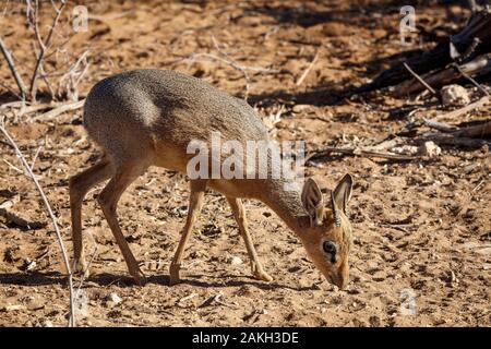 La Namibie, Oshikoto province, Etosha National Park, Damara Dik Dik (Madoqua kirkii) Banque D'Images