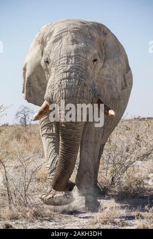 La Namibie, Oshikoto province, Etosha National Park, bush africain elephant (Loxodonta africana) Banque D'Images