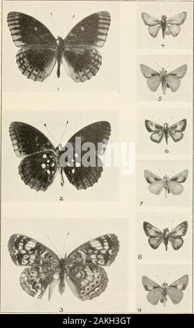 Bulletin - United States National Museum . APHRODITE ARGYNNIS PHYCIODES ET CARLOTA Pr.MANGÉ EST Figures 1, 2. Arrjiinnis aphrodite, femme, supérieur (1) et moins (2) côtés.Silver Spring, Maryland, 10 août 1927.3, 4. Carlota Phyciodes. Glasgow. Mont. Harrison G. Dyar, septem-bre 11, 1921. Plaque de 19 275 Chiffres 1,2. Argynnis. hakeri apltroditc, ab, supérieur (1) et moins (2) côtés.Waynesburg, Ohio, le 2 juillet 1927. Clement W. Baker.3. Avec Phyciodes tharos. aile postérieure gauche anormale. C;il)ln John,MD). Le 25 juillet, 192G. A. B. J. Clark. X 2.4,5. Caille rotie Ingan logan. homme, iipper (4) et moins (5) et d'autre. Newtonvill Banque D'Images