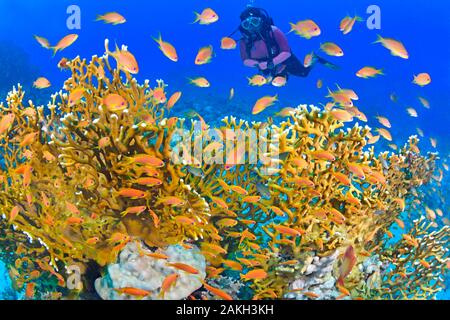 L'Egypte, Mer Rouge, une barrière de corail de feu (Millepora corail-sp.) et d'une école de lyretail anthias (Pseudanthias squamipinnis) (modèle libération ok) Banque D'Images