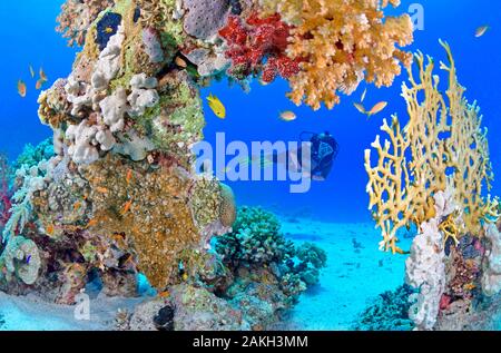 L'Egypte, Mer Rouge, une barrière de corail Banque D'Images