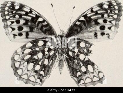 Bulletin - United States National Museum . APHRODITE ARGYNNIS PHYCIODES ET CARLOTA Pr.MANGÉ EST Figures 1, 2. Arrjiinnis aphrodite, femme, supérieur (1) et moins (2) côtés.Silver Spring, Maryland, 10 août 1927.3, 4. Carlota Phyciodes. Glasgow. Mont. Harrison G. Dyar, septem-bre 11, 1921. Plaque de 19 275 Chiffres 1,2. Argynnis. hakeri apltroditc, ab, supérieur (1) et moins (2) côtés.Waynesburg, Ohio, le 2 juillet 1927. Clement W. Baker.3. Avec Phyciodes tharos. aile postérieure gauche anormale. C;il)ln John,MD). Le 25 juillet, 192G. A. B. J. Clark. X 2.4,5. Caille rotie Ingan logan. homme, iipper (4) et moins (5) et d'autre. Newtonvill Banque D'Images