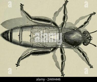 L'ABC de la culture : une abeille cyclopedia de chaque chose se rapportant aux soins de l'abeille de miel, le miel des abeilles ;, urticaire, met en œuvre, miel-plants, etc., de faits tirés de l'expérience de milliers d'apiculteurs partout sur notre terre, et par la suite vérifié par des travaux pratiques dans notre propre rucher . Banque D'Images