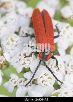 Lygistopterus sanguineus, un filet rouge-winged beetle à partir de la Finlande se nourrissant de l'achillée millefeuille Banque D'Images