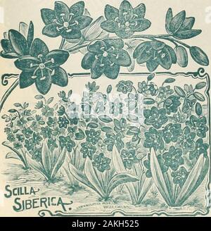 Childs' automne catalogue de bulbes et plantes qui s'épanouissent . Neapolltanum-fleuristes le trouver indispensable, ses fleurs blanc-nacré durant si longtemps, et ses longues tiges andairy la grâce de le mettre en place pour tous les travaux des fleurs coupées. Autres peoplelike parce qu'il est si sûr de fleurir et donc assez daintily.Il est robuste à l'extérieur dans un endroit abrité, mais en-portes est l'un des plus faciles de tous les bulbes de croître. Orfour trois bulbes peuvent être placées dans un pot de 4 pouces. Les ampoules sont petites, mais andfoliage les Stein lieu à un ofeighteen hauteur en pouces, en gardant de belles ombelles de débit étoilé-ers que rester parfait pour un mon Banque D'Images